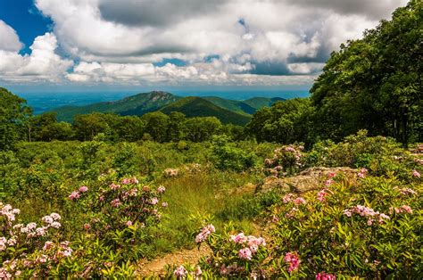 8 Flowers To Capture In Your Spring Shenandoah National Park Photos