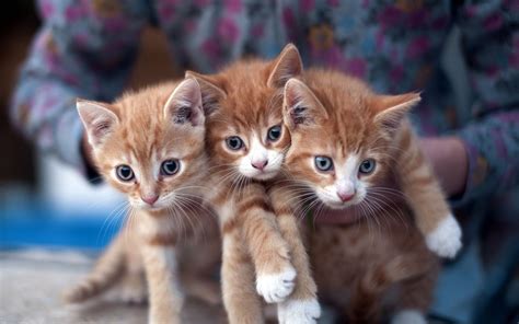 Online Crop Three Orange Tabby Kittens Cat Kittens Closeup