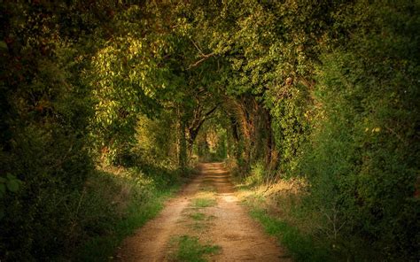 Dirt Road In Forest Hd Wallpaper Background Image 1920x1200