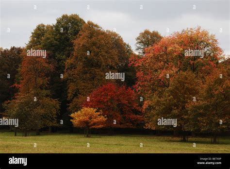 Landscape Of Woodland Autumn Trees At Chatsworth House Country Park In