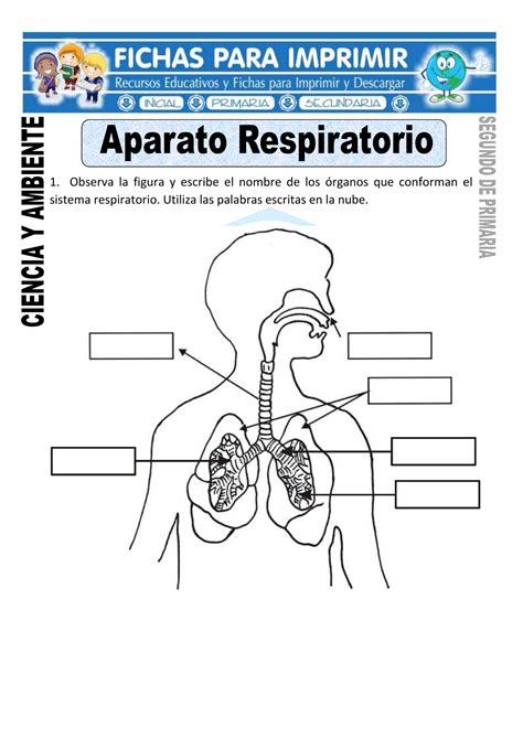 Ficha De Partes Del Aparato Respiratorio Map Activities Storage Sexiz Pix