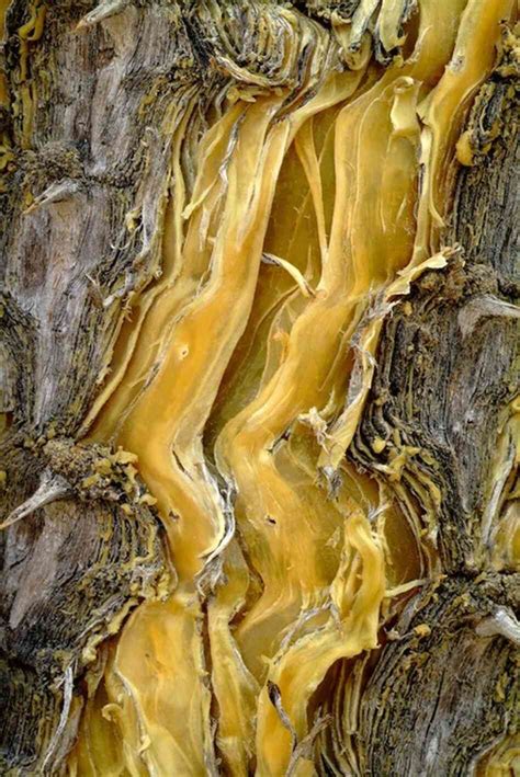 The Worlds Most Beautiful Bark Or Trees Worth A Closer Look The