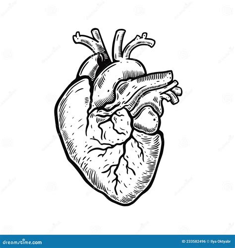 Heart Engraving Style Human Anatomy Black Color Outline Cartoon