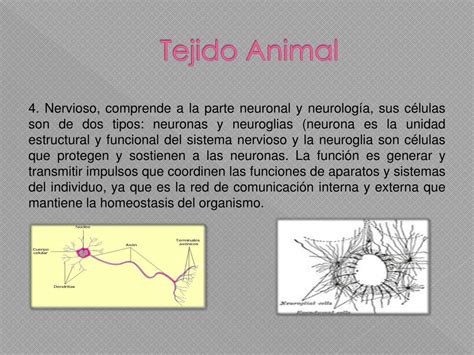 Ppt Tejidos Animales Powerpoint Presentation Free Download Id4197632