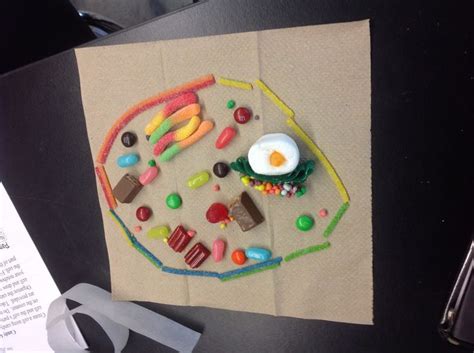 Learn about the size and function of plant and animal cells for gcse combined most organisms are multicellular and have cells that are specialised to do a particular job. Here is a candy model of an animal cell. Notice it only ...
