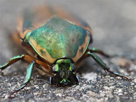 Green June Beetle Manfred Aretz