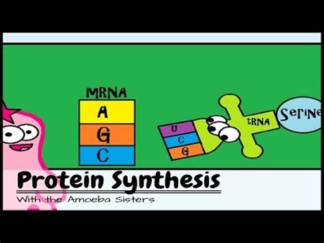Related to answer keys recap enzymes recap dna, and print available worksheets for free amoeba sisters genetic drift answer. The 25+ best Translation biology ideas on Pinterest | Dna synthesis, Transcription and ...
