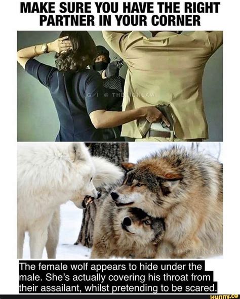 Make Sure You Have The Right Partner In Your Corner Sar He Female Wolf Ao To Hide Under The Male