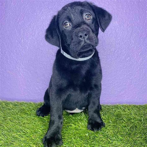 labrador retriever puppies for sale new braunfels