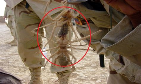 Pics Photos Biggest Camel Spider In The World