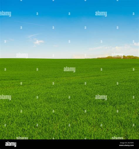 Idyllic Grassland Rolling Green Fields Blue Sky And White Clouds In