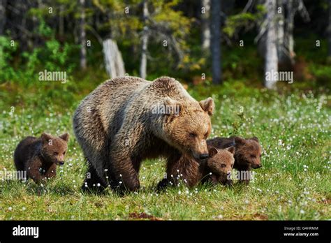 Grizzly Bear Mom Protecting Cubs