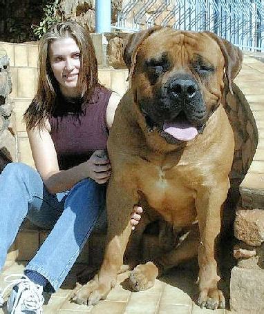 South african boerboel the south african boerboel is an extra large mastiff breed. Cult: Biggest Dog-