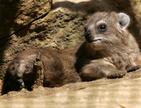 Male Rock Hyrax Sings To Attract Potential Female Partners Nature