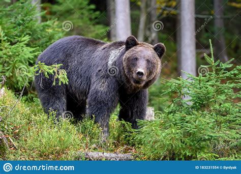 Big Brown Bear In The Forest Dangerous Animal In Natural Habitat Stock