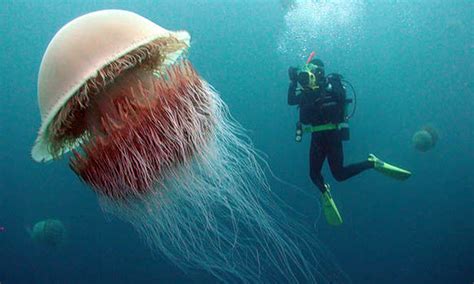 Biggest Jellyfish On Earth The Earth Images Revimageorg