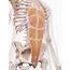 Human Abdominal Muscles Photograph By Sebastian Kaulitzki/science Photo 