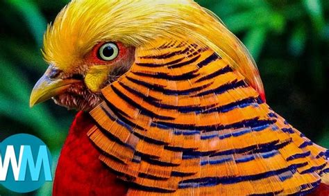 Top 10 Most Stunningly Beautiful Birds In The World