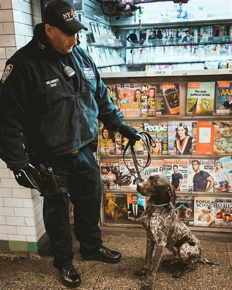 นิวยอร์ก ไทม์สแคว สหรัฐ ตำรวจ เอี่ยว สุนัขตำรวจ สุนัข K9 Piqsels