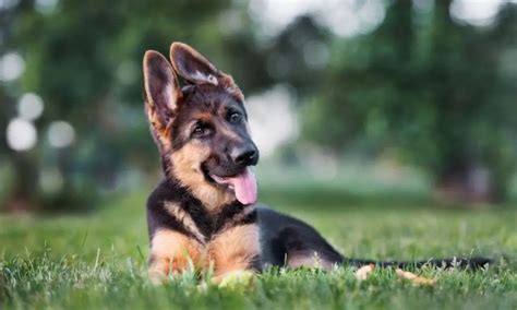 Black And Red German Shepherd Puppies