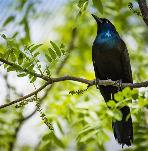 Fotos Gratis Naturaleza Rama Pájaro Animal Fauna Silvestre Verde