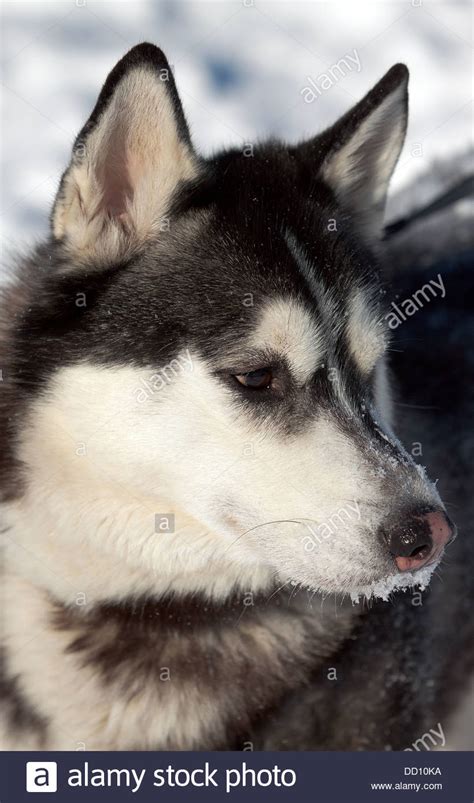Beautiful Siberian Husky Stock Photo Alamy