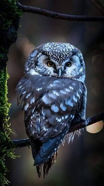 Littlepawz Blue Owl This Exquisite Little Creature Resides