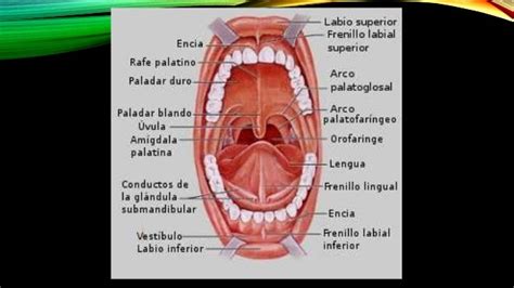 Músculos De La Boca And Músculos De La Lengua Anatomía 1