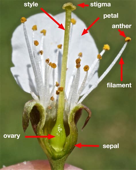 Flower Parts Tree Guide Uk The Parts Of A Flower Are Described