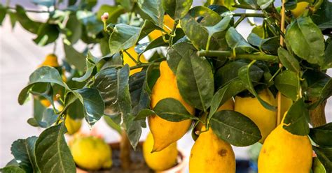 Comment Faire Germer Des Pépins De Citron En 5 étapes Faciles