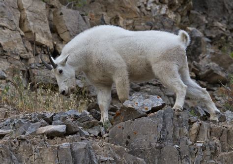 Rocky Mountain Goat T56 The Mountain Goat Oreamnos Americ Flickr