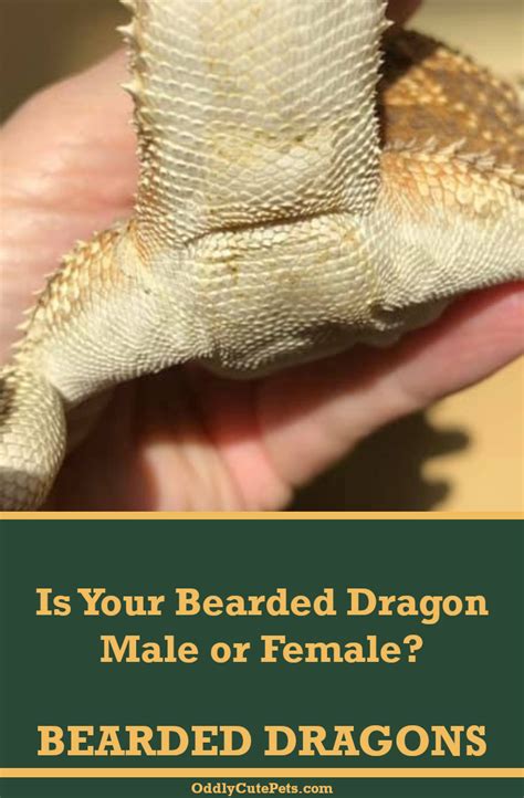 Pin On Bearded Dragons