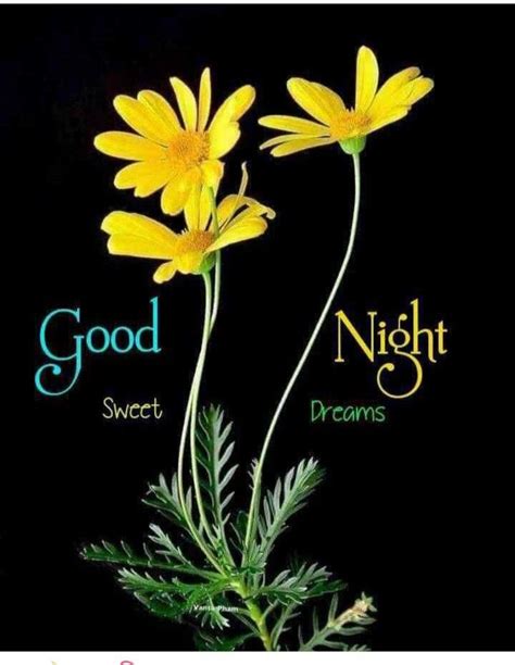 Good Night Love Quotes Good Night Messages Good Night Wishes Good