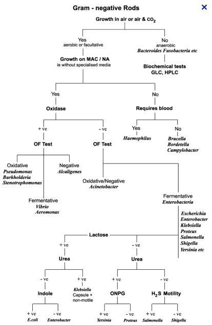 Bacterial Identification Bergeys Manual Flow Chart