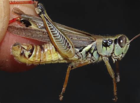 Red Legged Grasshopper Orthoptera Of Iowa · Inaturalist