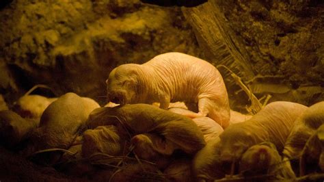 Naked Mole Rats Make Like A Plant To Survive In Zero Oxygen Nova Pbs