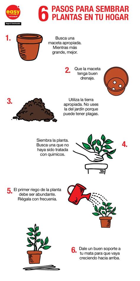 Pasos Para Sembrar Una Planta ¡para Niños Nucleo Jardin