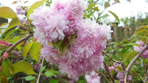 We are developing a series of guides to help you identify individual tree. Cherry Kanzan Prunus Kanzan double blossom on line tree ...