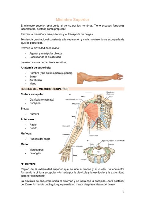 Miembro Superior 1 Miembro Superior El Miembro Superior Está Unida Al