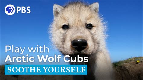 Play With Arctic Wolf Cubs Youtube