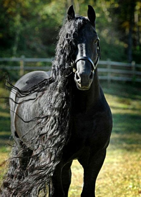 Friesian Frederik The Great Photo Cally Matherly Black Horses Wild