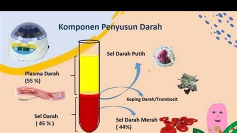 Komponen Penyusunan Darah Dan Fungsinya Dalam Tubuh Manusia Materi
