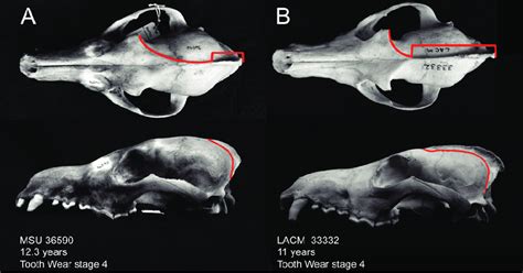Differences In The Development Of The Sagittal Crest In A Captive Vs