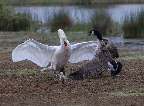 Swan Canada Goose Fight Territory Free Photo On Pixabay Pixabay