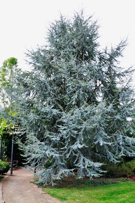 Interesting Plants Atlantic Blue Cedar Cedrus Atlantica ‘glauca 40 60