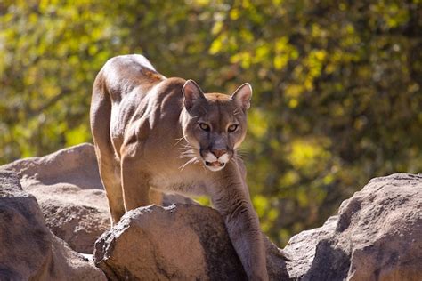 Cougar Habitat And Distribution Feline Facts And Information