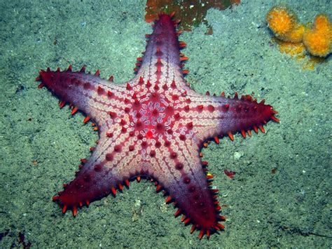 Sea Star Beautiful Sea Creatures Ocean Creatures Deep Sea Creatures