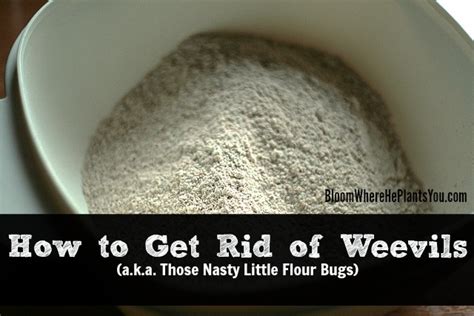 How To Get Rid Of Weevils Aka Those Nasty Little Flour Bugs