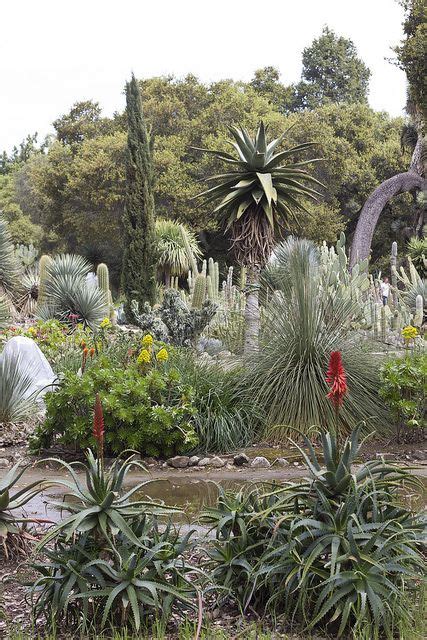 The arizona cactus garden, or, officially, arizona garden (17,000 square feet or 0.16 hectares), also known as the cactus garden, is a botanical garden specializing in cactus and succulents. Stanford Cactus Garden | Succulents garden, Cactus garden ...