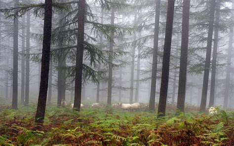 Landscape Forest Sheep Pine Trees Wallpapers Hd Desktop And Mobile